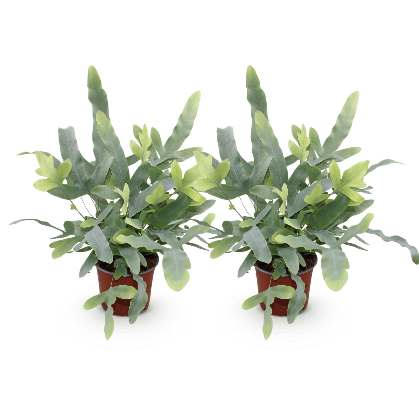 Green boutiQ - Kamerplant - Phlebodium aureum Blue Star - Blauwe Varen - Huisdiervriendelijk - Blauw - 2 Planten - Pot 12cm - Hoogte 25-30cm