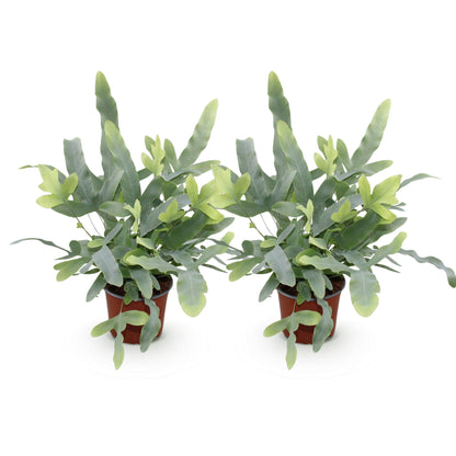 Green boutiQ - Kamerplant - Phlebodium aureum Blue Star - Blauwe Varen - Huisdiervriendelijk - Blauw - 2 Planten - Pot 12cm - Hoogte 25-30cm