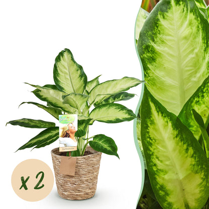 Kamerplanten - Diefenbachia Camilla - Dieffenbachia - Weinig onderhoud met mand - Groen - 2 Planten - Pot 17cm - Hoogte 45-50cm
