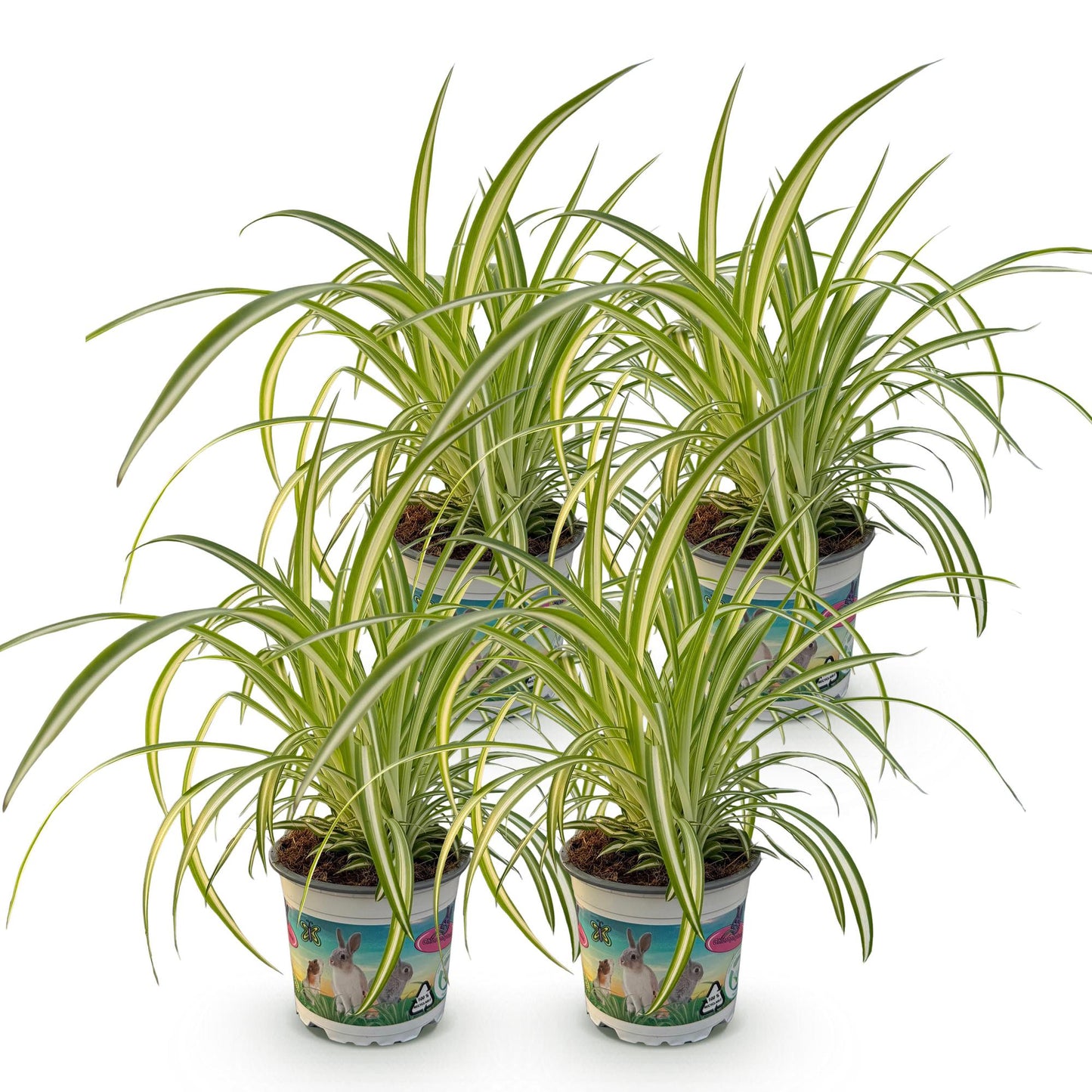 Kamerplant - Chlorophytum comosum Variegatum - Kattengras - Huisdiervriendelijk - Bont - 4 Planten - Pot 12cm - Hoogte 25-30cm
