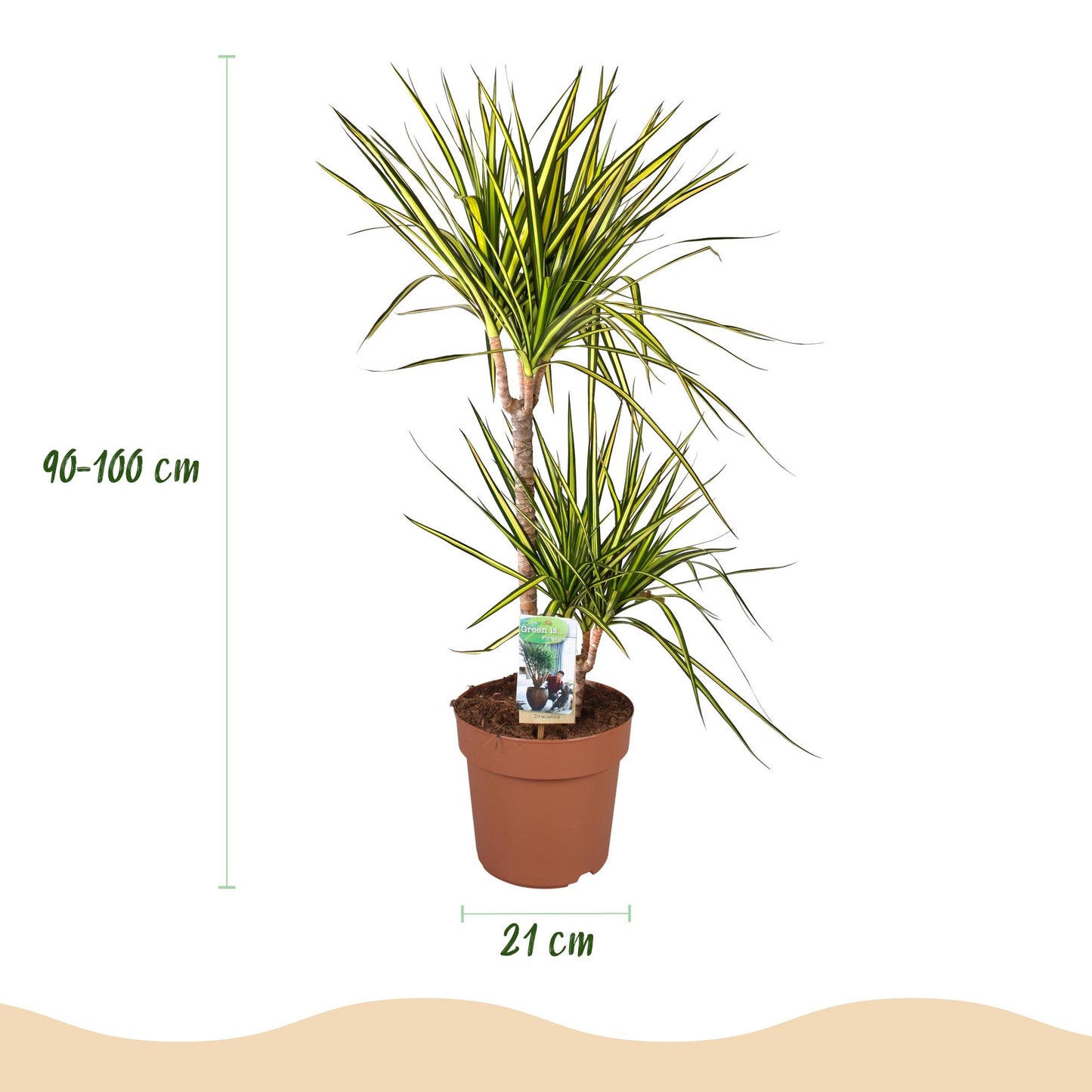 Kamerplanten - Dracaena Sunray - Drakenbloedboom - Weinig onderhoud - 1 Plant - met Pot Wit - Pot 21cm - Hoogte 90-100cm