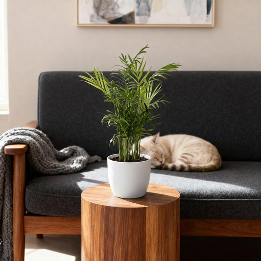 Kamerplant - Chamaedorea elegans - Goudpalm - Huisdiervriendelijke Plant 4 Planten - met Pot Wit 12cm - Hoogte 15cm