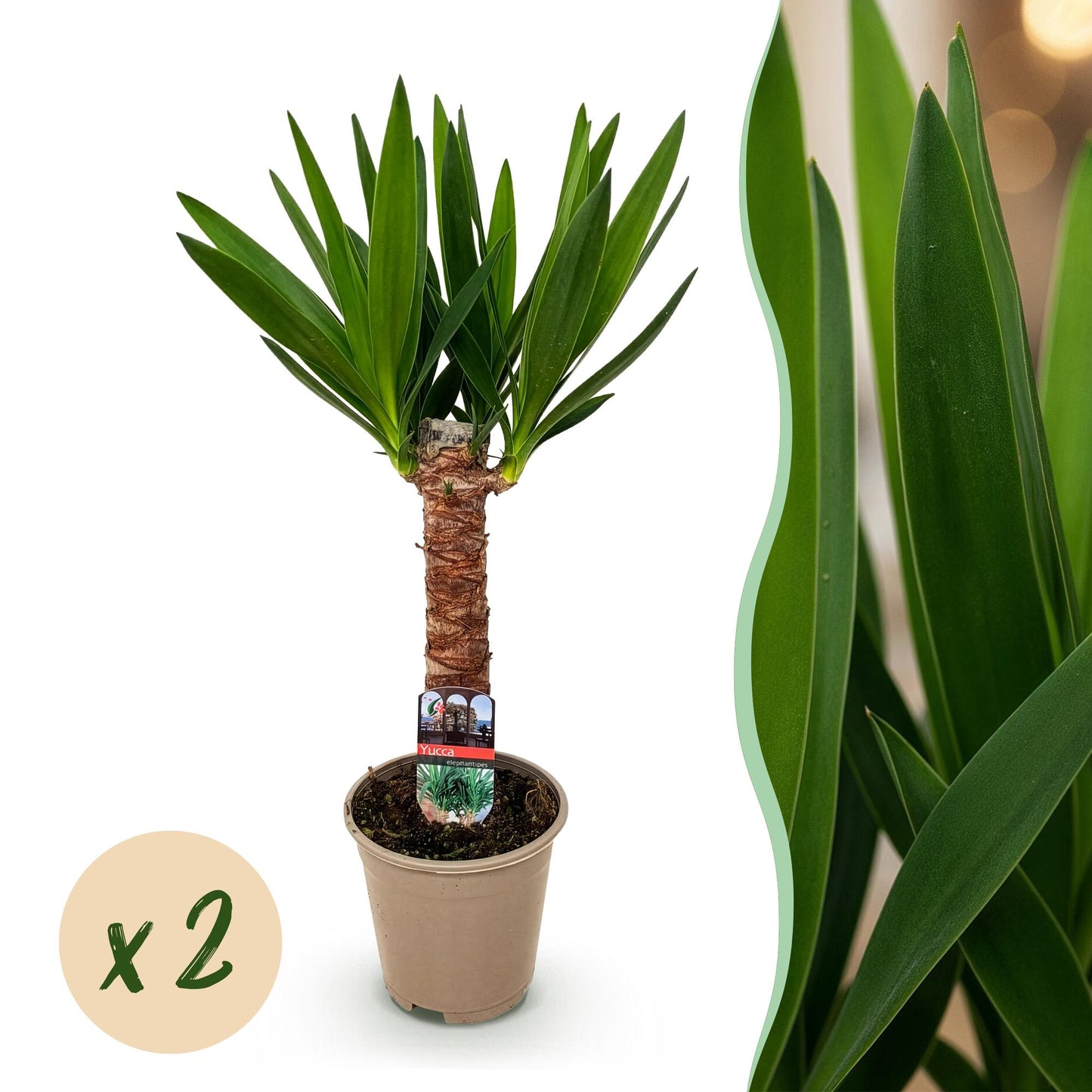 Yucca elephantipes - Yucca - Weinig onderhoud 2 stuks Pot 14cm - Hoogte 55cm