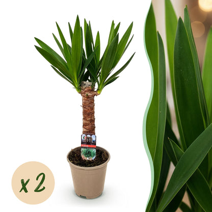 Yucca elephantipes - Yucca - Weinig onderhoud 2 stuks Pot 14cm - Hoogte 55cm