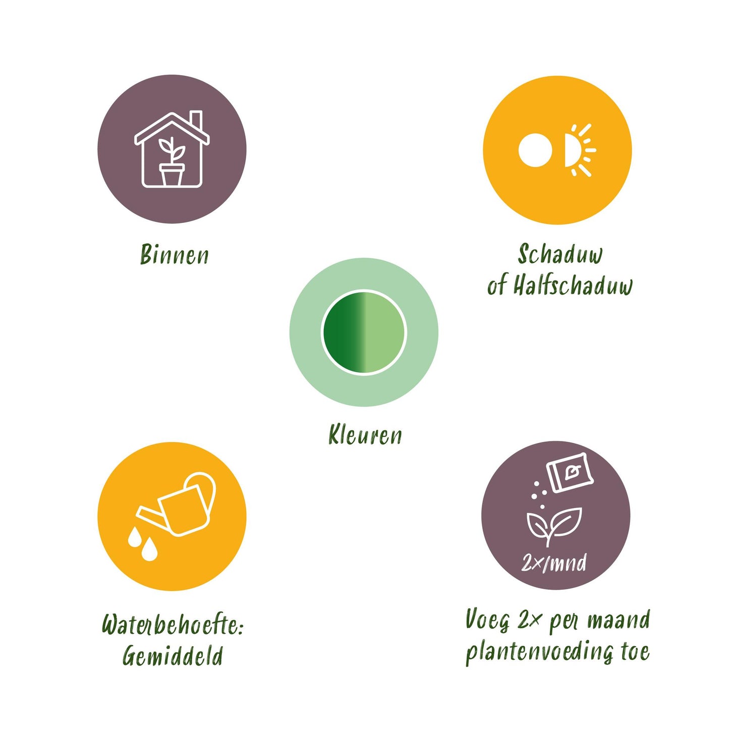 Diefenbachia Tropic Snow - Weinig onderhoud, met Potter Wit 21cm - Hoogte 90-100cm