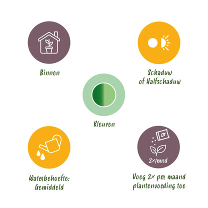 Diefenbachia Tropic Snow - Weinig onderhoud, met Potter Wit 21cm - Hoogte 90-100cm