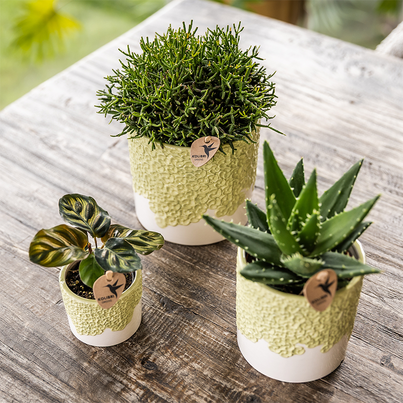 Kolibri Home | Bloom sierpot - Green - Ø6cm