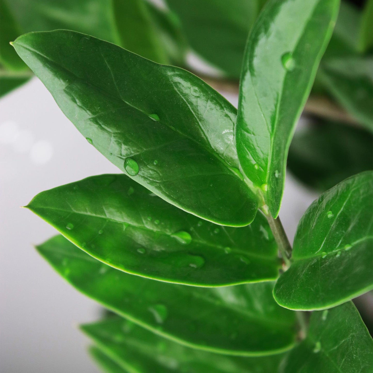 Zamioculcas Weinig onderhoud met mand 2 Planten - Pot 17cm - Hoogte 65-75cm
