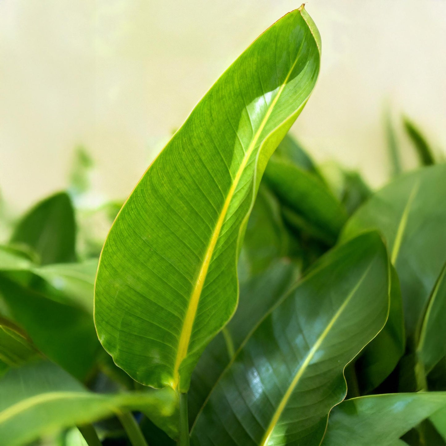 Kamerplanten - Strelitzia Nicolai - Paradijsvogelbloem - Weinig onderhoud - Groen - 1 Plant - met Potter Grijs - Pot 21cm - Hoogte 110-120cm