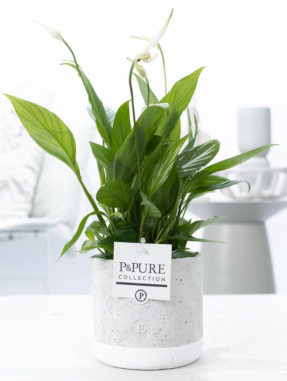Spathiphyllum Jade Ceramics - Ø12cm - ↕35cm