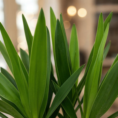 Yucca elephantipes - Yucca - Weinig onderhoud 2 stuks Pot 14cm - Hoogte 55cm
