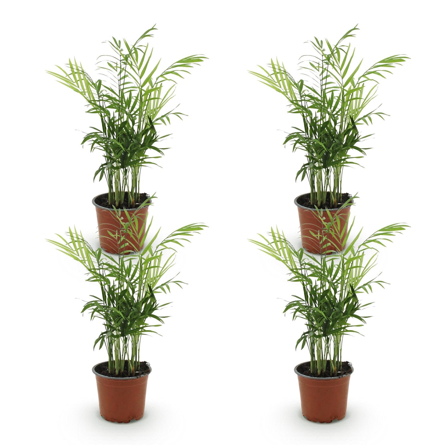 Kamerplant - Chamaedorea elegans - Goudpalm - Huisdiervriendelijk - Groen - 4 Planten - Pot 12cm - Hoogte 35-40cm