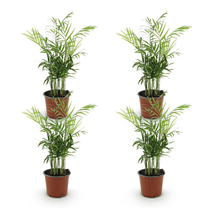 Kamerplant - Chamaedorea elegans - Goudpalm - Huisdiervriendelijk - Groen - 4 Planten - Pot 12cm - Hoogte 35-40cm
