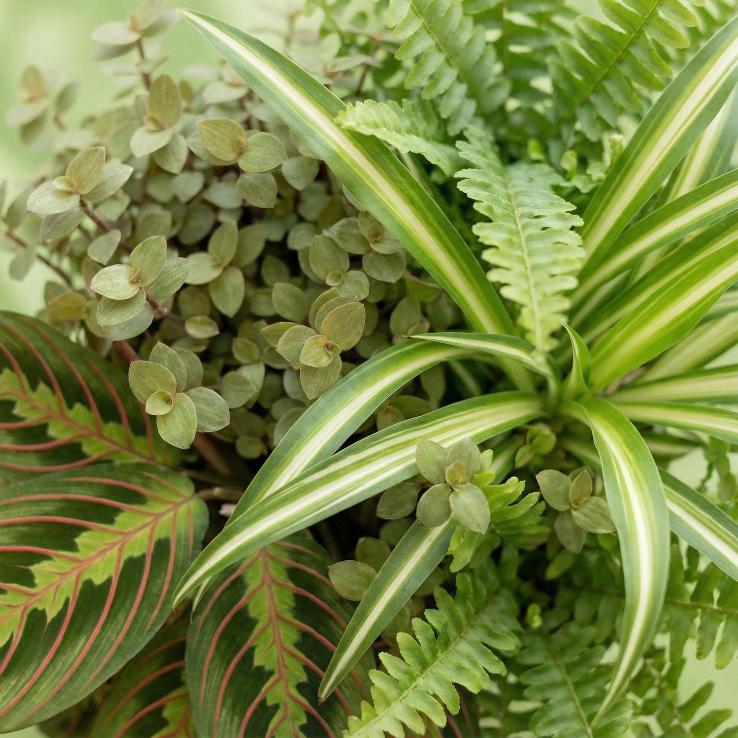 Mix van 4 - Huisdiervriendelijke Planten 4 Planten - met Potter Wit - Pot 12cm - Hoogte 25cm