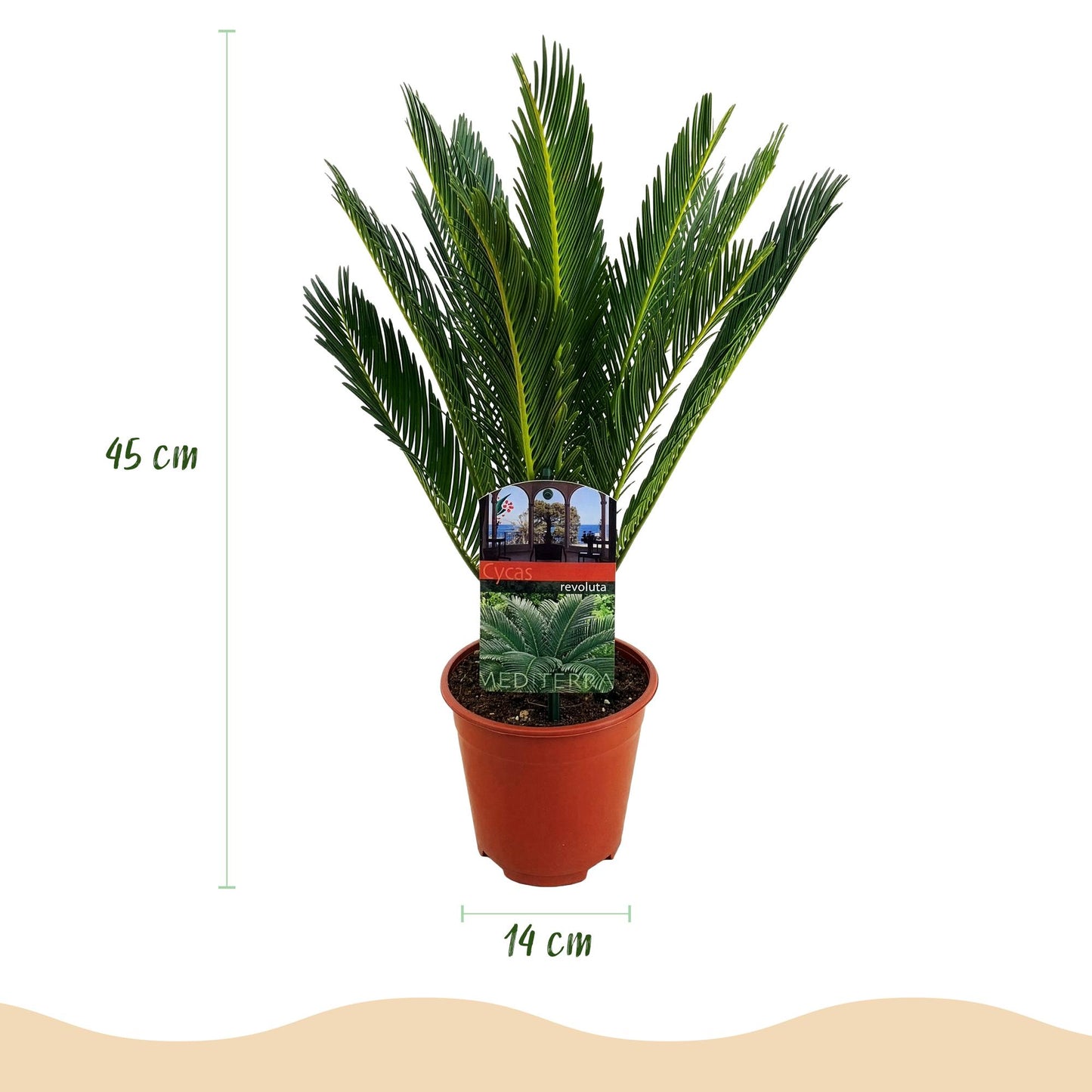 Cycas revoluta - Palmvaren - Weinig onderhoud - Groen - 2 - Pot 15cm - Hoogte 45-55cm