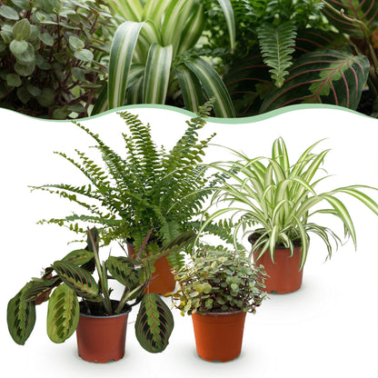 Chlorophytum - Maranta - Calissia - Nephrolepsis - Mix van 4 - Huisdiervriendelijke Planten - Groen - 4 Planten - Pot 12cm - Hoogte 25cm