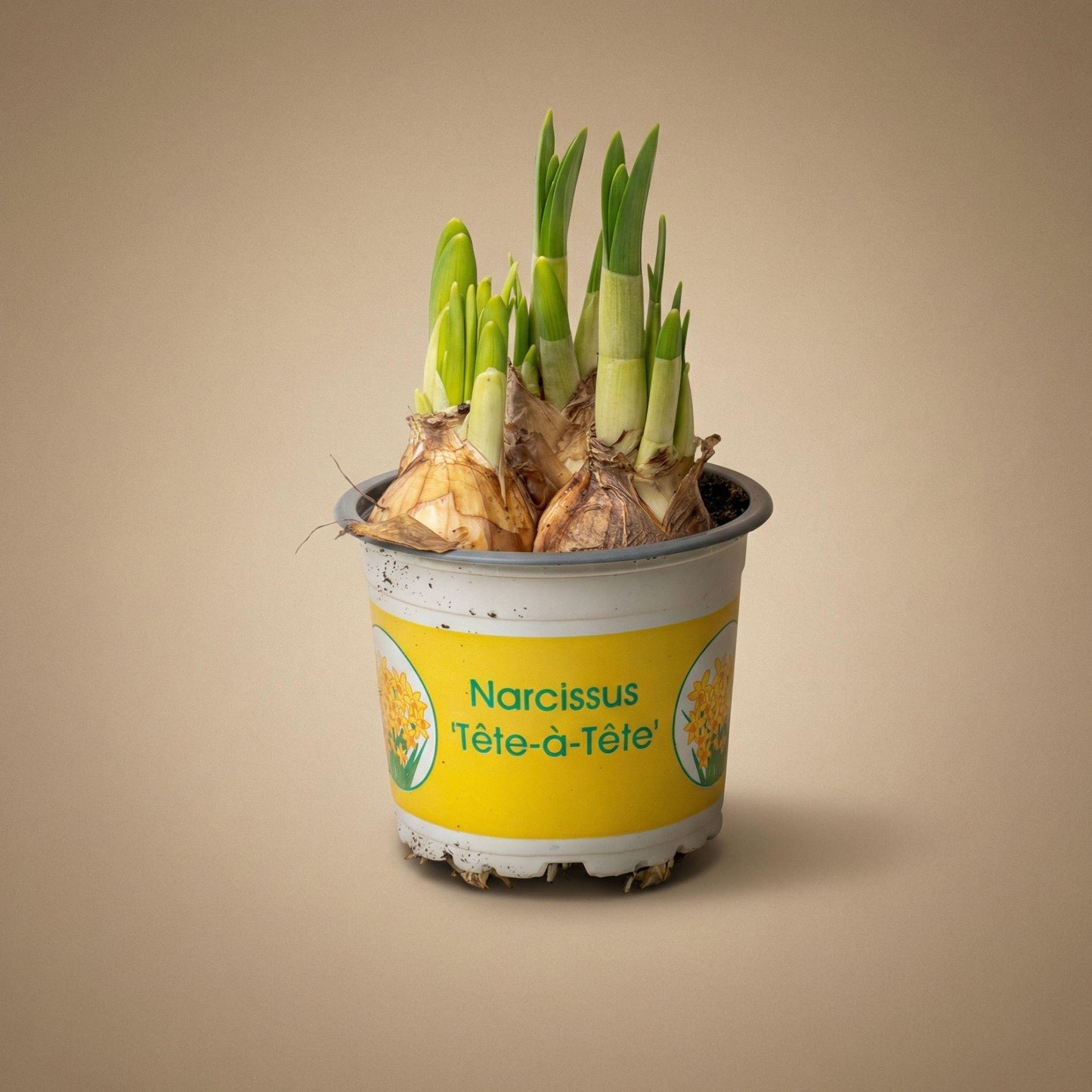 Narcissus ‘Tête-à-Tête’ - Potmaat 9 - ↑ 15–20 cm