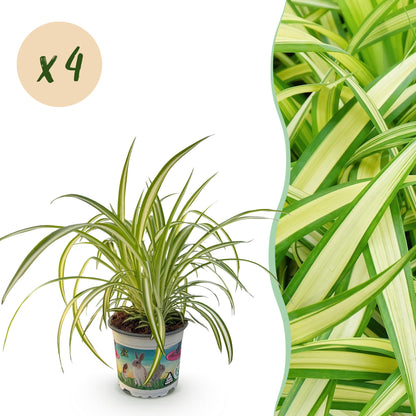 Kamerplant - Chlorophytum comosum Variegatum - Kattengras - Huisdiervriendelijk - Bont - 4 Planten - Pot 12cm - Hoogte 25-30cm