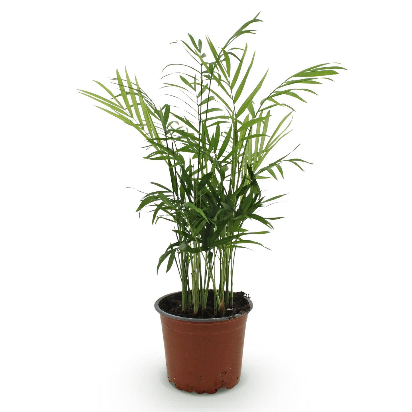 Chamaedorea elegans - Goudpalm - Huisdiervriendelijke Plant - Groen - 1 Plant - Pot 12cm - Hoogte 15cm