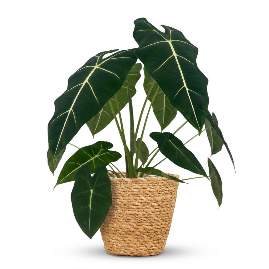 Olifantsoor - Alocasia Frydek - Groen - Weinig onderhoud - 1 Plant - met Mand - Pot 19cm - Hoogte 60cm