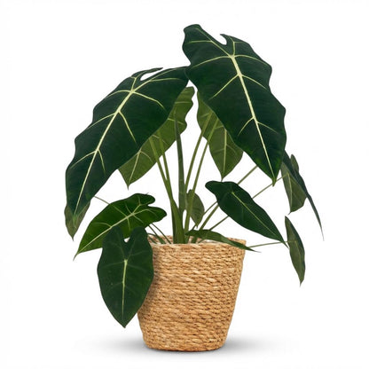 Olifantsoor - Alocasia Frydek - Groen - Weinig onderhoud - 1 Plant - met Mand - Pot 19cm - Hoogte 60cm