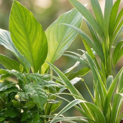 Luchtzuiverende Kamerplanten – 4-Stuks Mix | Ø12cm | 30–40cm Hoog | Verbeter Binnenlucht & Stijl