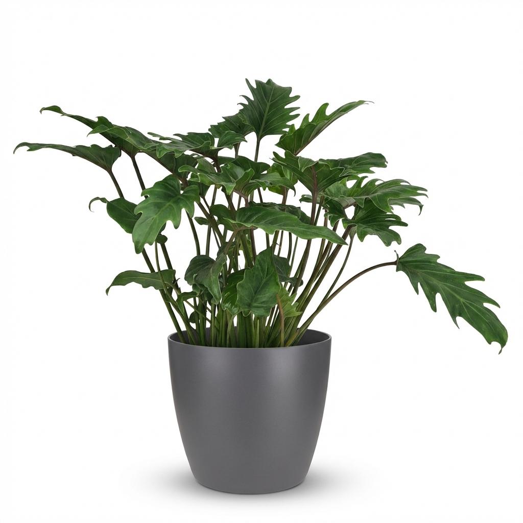 Philodendron - Philodendron Xanadu - Groen - Weinig onderhoud - 1 Plant - met Potter Grijs - Pot 19cm - Hoogte 60cm
