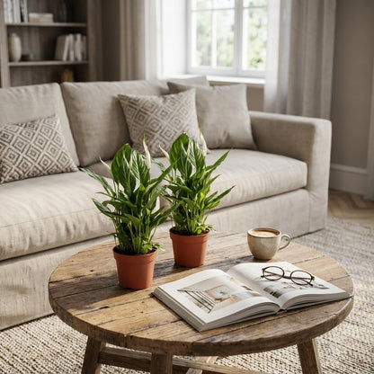 Spathiphyllum (Lepelplant) – Set van 2 Luchtzuiverende Kamerplant met Witte Bloemen 35-40 cm