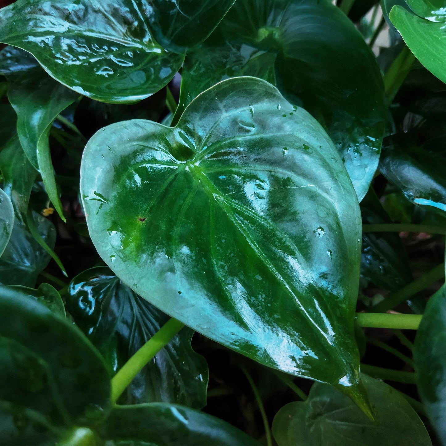 Kamerplanten - Alocasia Cucullata - Boeddha's hand - Weinig onderhoud - Groen - 1 Plant - met Potter Grijs - Pot 21cm - Hoogte 65-70cm