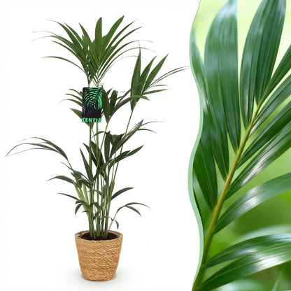 Kamerplant - Howea Forsteriana - Kentia Palm - Weinig Onderhoud - Groen - 1 Plant - met Mand - Pot 21cm - Hoogte 120-130cm