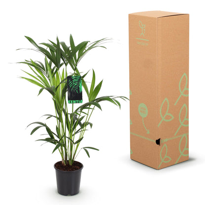 Kentia Palm (Howea Forsteriana) – 80–85 cm – Inclusief Mand