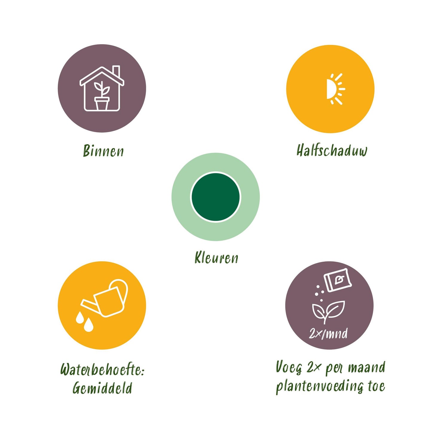 Kamerplanten - Stelitzia Nicolai - Paradijsvogelbloem - Weinig onderhoud - met mand - Groen - 2 Planten - Pot 17cm - Hoogte 70-90cm