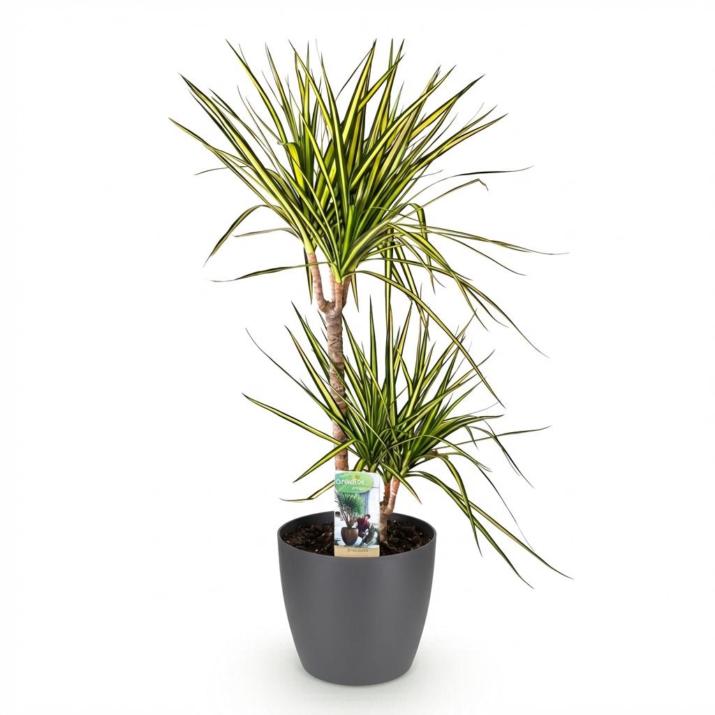 Kamerplanten - Dracaena Sunray - Drakenbloedboom - Weinig onderhoud 1 Plant - met Pot Grijs - Pot 21cm - Hoogte 90-100cm