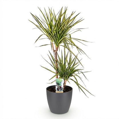 Kamerplanten - Dracaena Sunray - Drakenbloedboom - Weinig onderhoud 1 Plant - met Pot Grijs - Pot 21cm - Hoogte 90-100cm