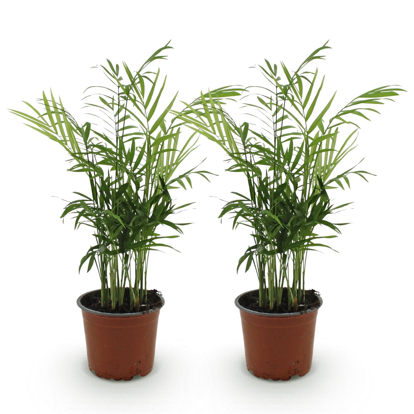 Kamerplant - Chamaedorea elegans - Goudpalm - Huisdiervriendelijk - Groen - 2 Planten - Pot 12cm - Hoogte 35-40cm