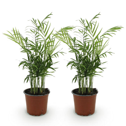 Kamerplant - Chamaedorea elegans - Goudpalm - Huisdiervriendelijk - Groen - 2 Planten - Pot 12cm - Hoogte 35-40cm