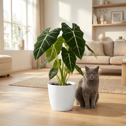 Olifantsoor - Alocasia Frydek - Groen - Weinig onderhoud - 1 Plant - met Potter Wit - Pot 19cm - Hoogte 60cm