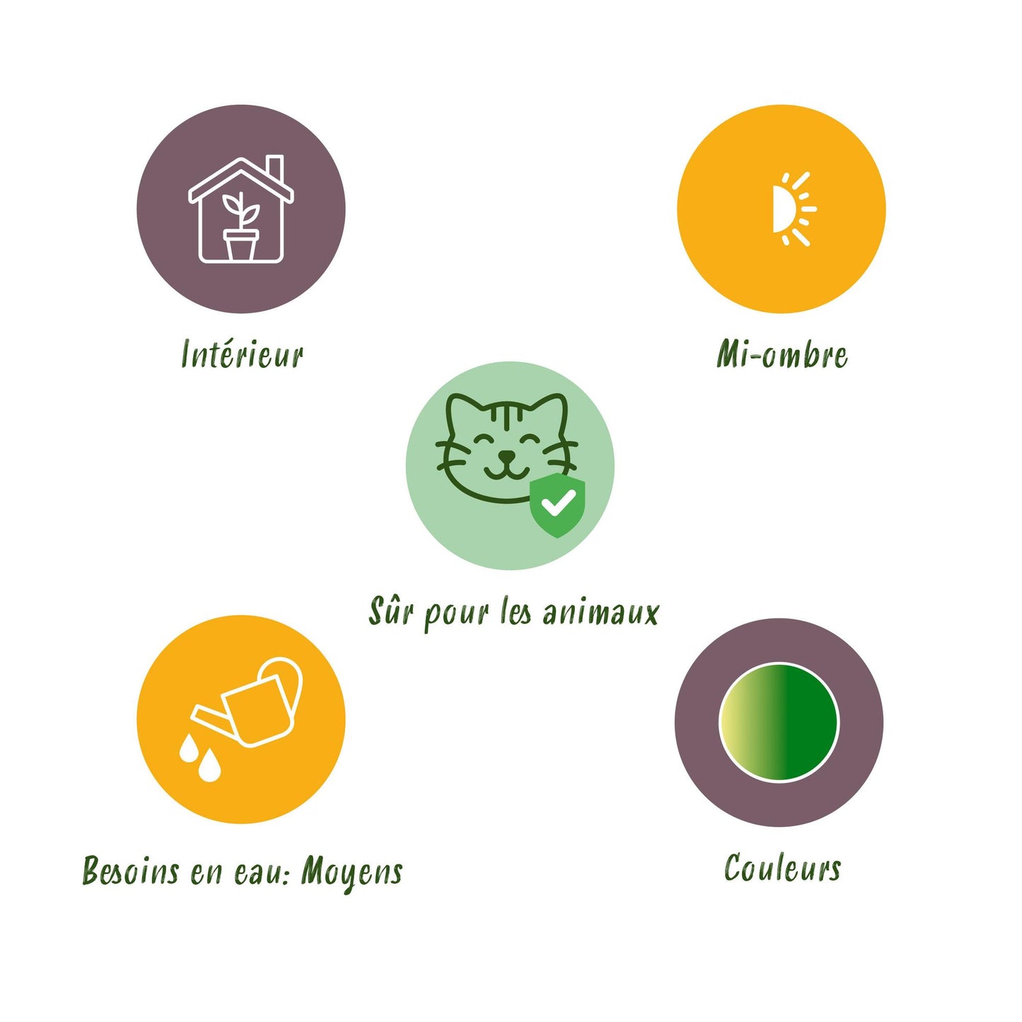 Chlorophytum comosum Bonnie - Krullende Graslelie - Huisdiervriendelijk - Bont - 2 Planten - Pot 12cm - Hoogte 20-25cm