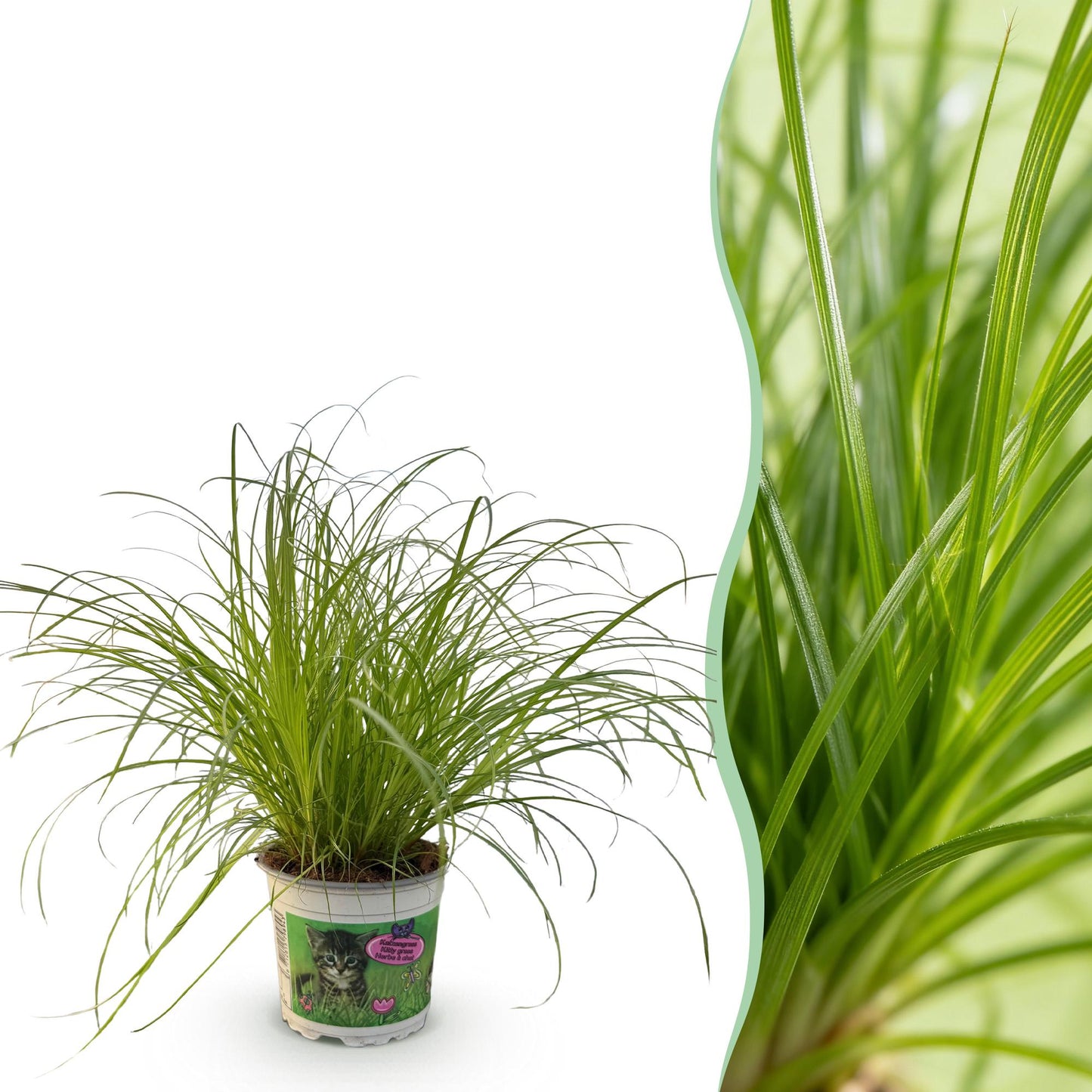 Kamerplant - Cyperus alternifolius Zumula - Kattengras - Huisdiervriendelijke Plant Pot 12cm - Hoogte 20cm