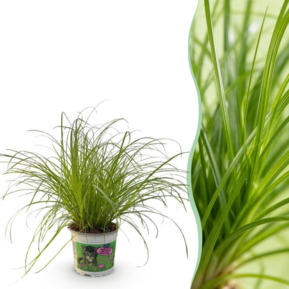 Kamerplant - Cyperus alternifolius Zumula - Kattengras - Huisdiervriendelijke Plant Pot 12cm - Hoogte 20cm
