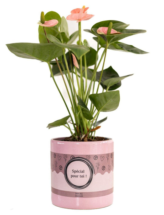 Anthurium Pink "SPECIAL POUR TOI" Verpakking - Ø12cm - ↕45cm