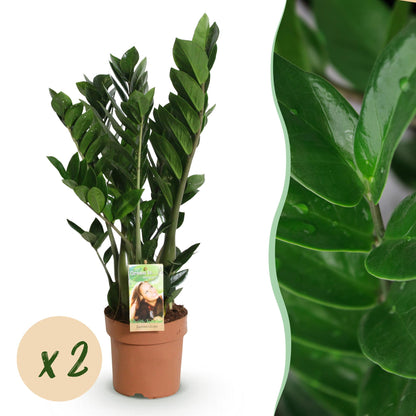 Kamerplanten - Zamioculcas - ZZ-plant - Weinig onderhoud 2 Planten - Pot 17cm - Hoogte 65-75cm