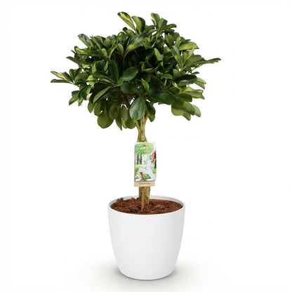 Schefflera Gold Capella (Vingerboom) – 70-80 cm – Inclusief Witte Pot