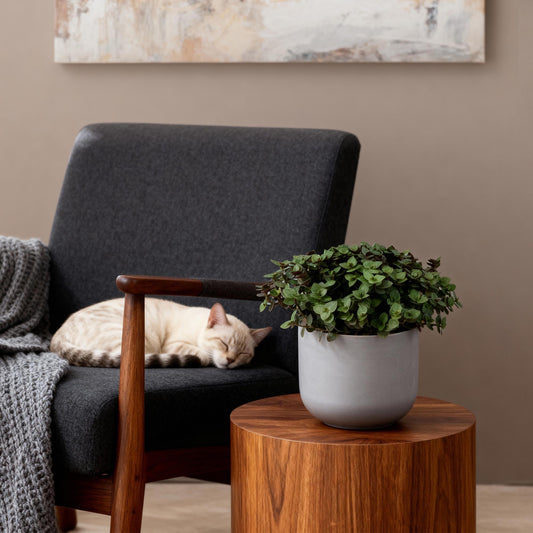 Kamerplant - Calissia repens - Schildpad plant - Huisdiervriendelijke Plant- 1 Plant - Pot 12cm - Hoogte 14cm