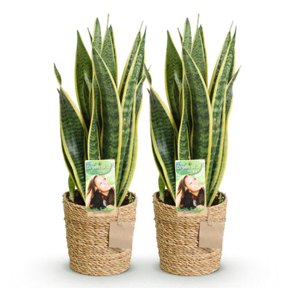 Sanseveria Vrouwentong met Mand – 2 Stuks Luchtzuiverende Kamerplanten - Hoogte 60-70cm