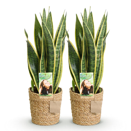 Sanseveria Vrouwentong met Mand – 2 Stuks Luchtzuiverende Kamerplanten - Hoogte 60-70cm