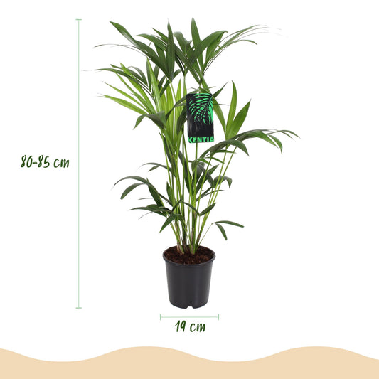 Kentia Palm (Howea Forsteriana) – 80–85 cm – Inclusief Mand