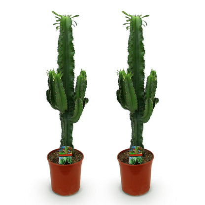 Kamerplant Euphorbia eritrea - Afrikaanse melkboom - Weinig onderhoud - 2 stuks met pot 19cm - Hoogte 70cm