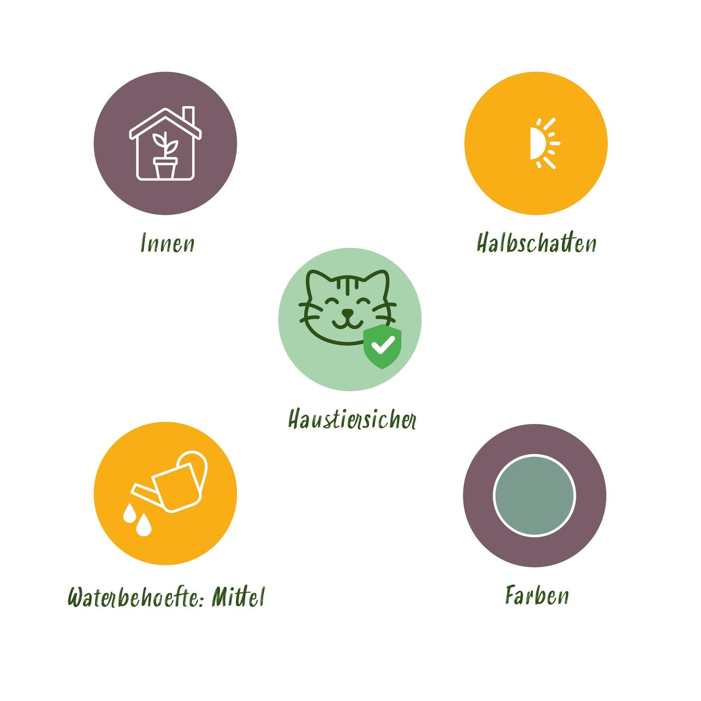 Green boutiQ - Kamerplant - Phlebodium aureum Blue Star - Blauwe Varen - Huisdiervriendelijk - Blauw - 2 Planten - Pot 12cm - Hoogte 25-30cm