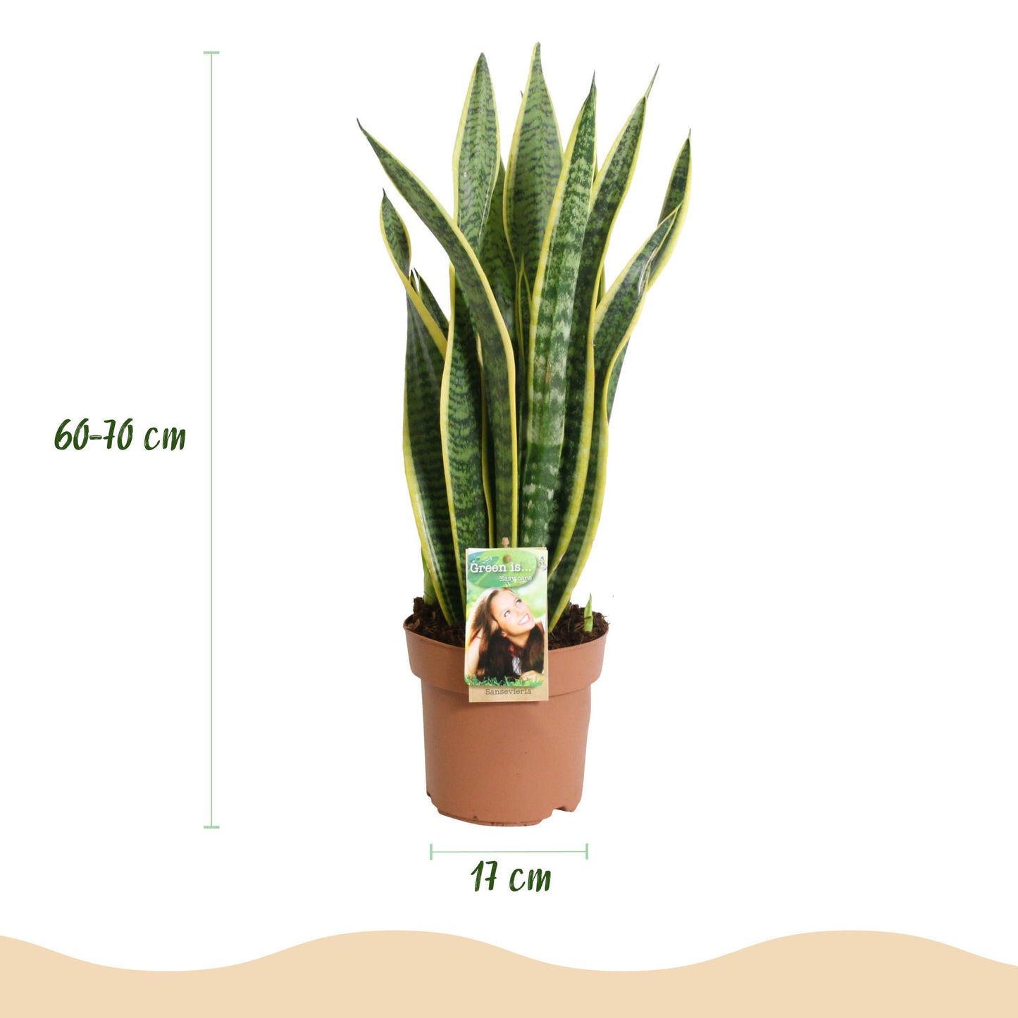 Sanseveria Laurentii - Vrouwentong - Weinig onderhoud - Groen - 2 Planten - Pot 17cm - Hoogte 60-70cm